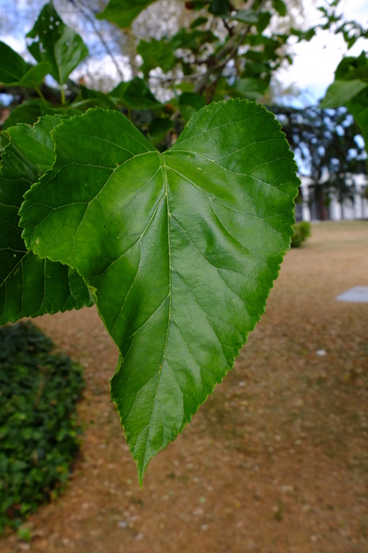 July close-up photo