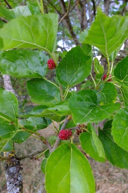 July close-up photo