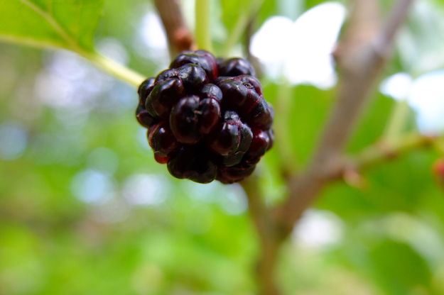 July close-up photo