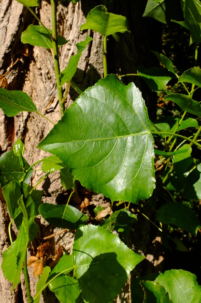 July close-up photo