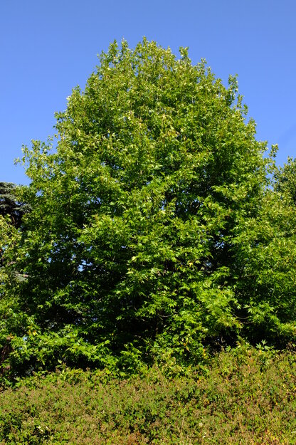 July tree photo