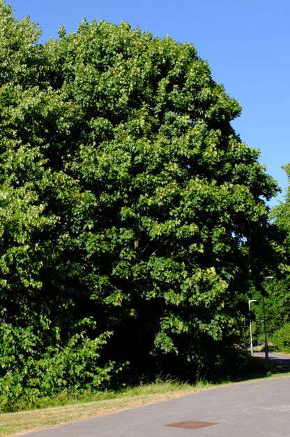 July tree photo