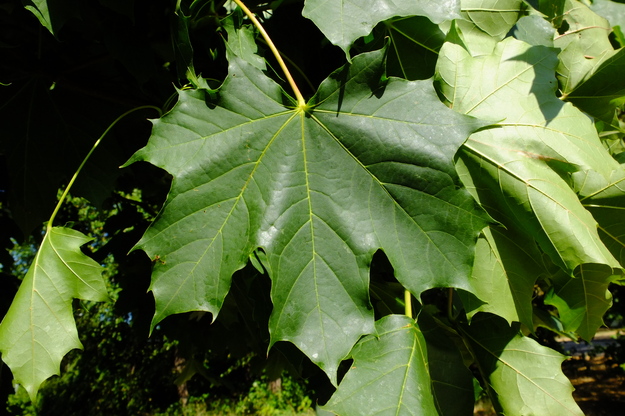July close-up photo