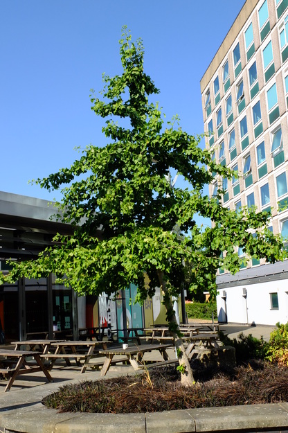July tree photo