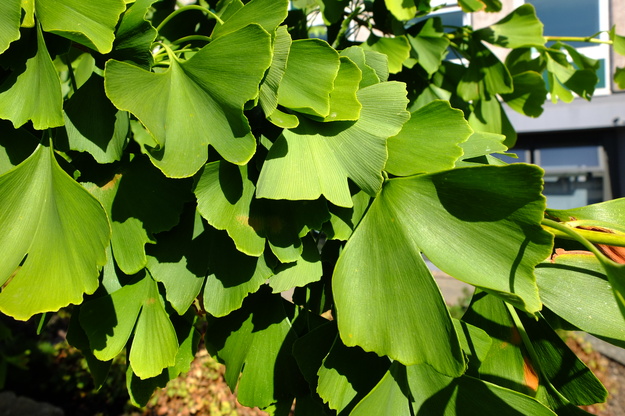 July close-up photo