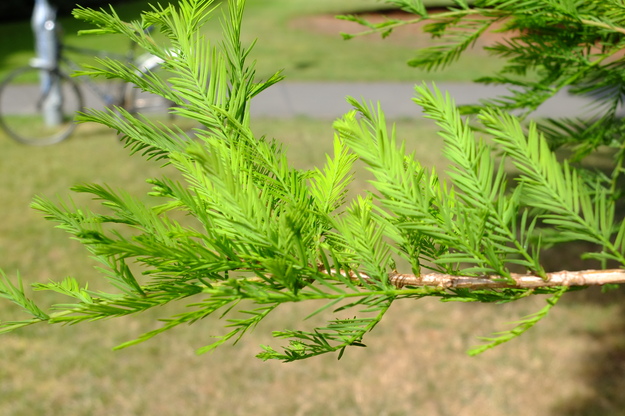 August close-up photo