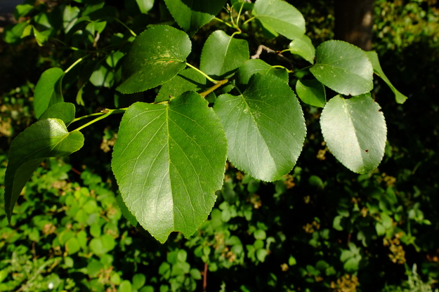 July close-up photo
