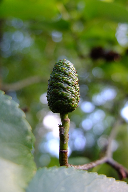 July close-up photo