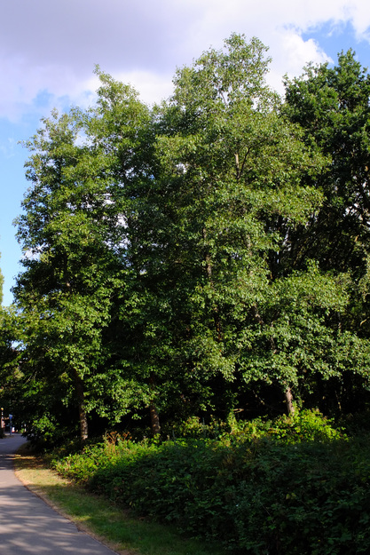 July tree photo