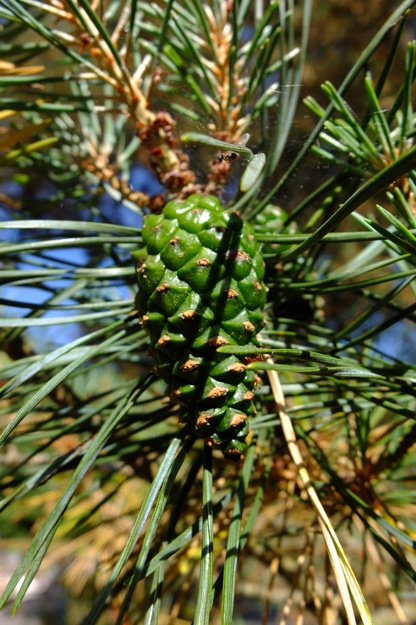 July close-up photo