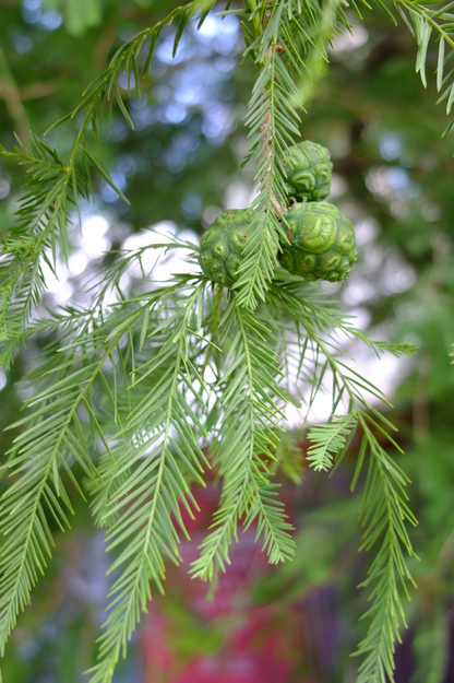 August close-up photo