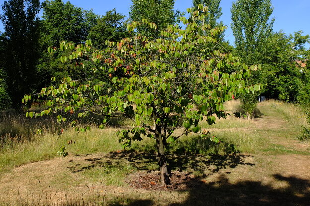 July tree photo