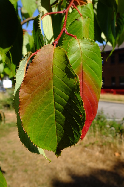July close-up photo