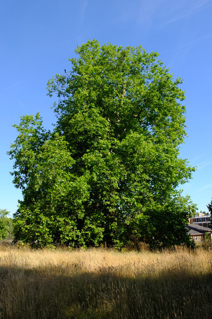 July tree photo