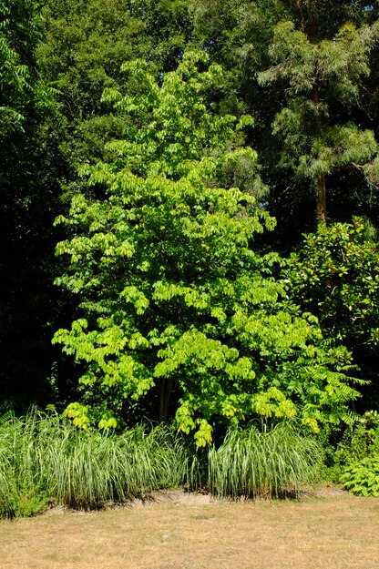 July tree photo