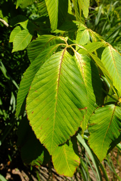 July close-up photo