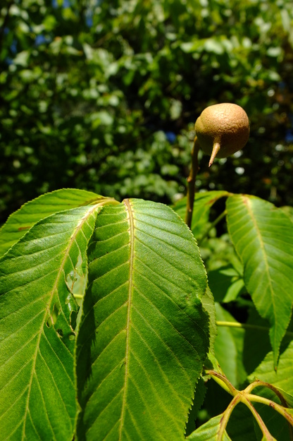 July close-up photo