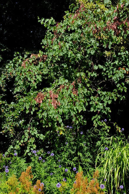 July tree photo