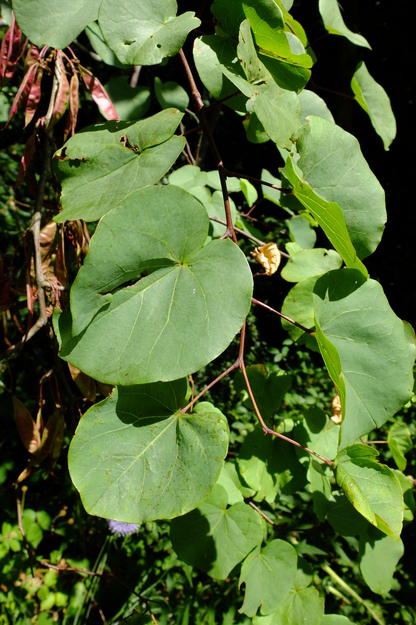 July close-up photo