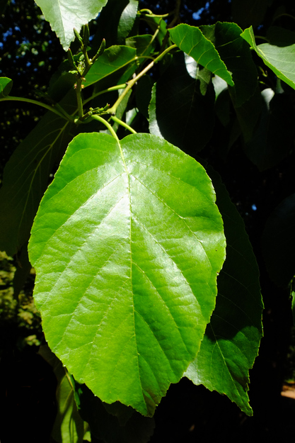 July close-up photo