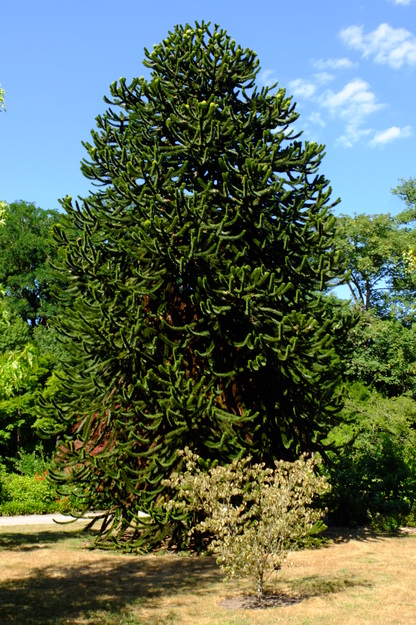 July tree photo