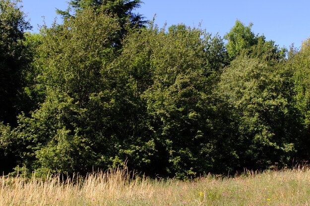 July tree photo