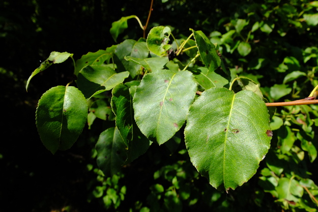 July close-up photo