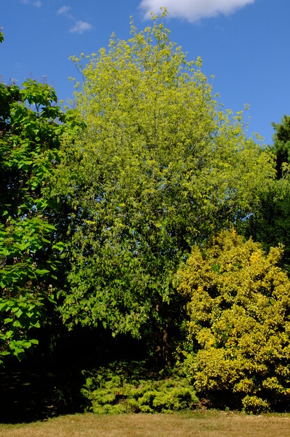 July tree photo