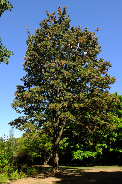 July tree photo