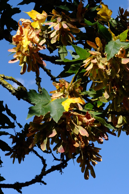 July close-up photo