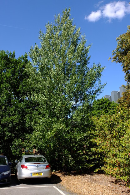 July tree photo