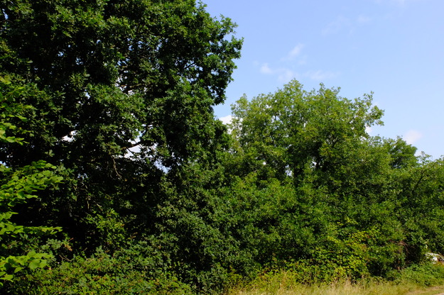 July tree photo