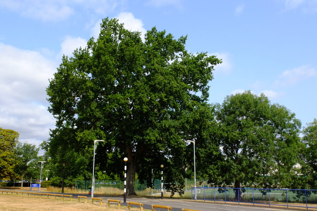 July tree photo