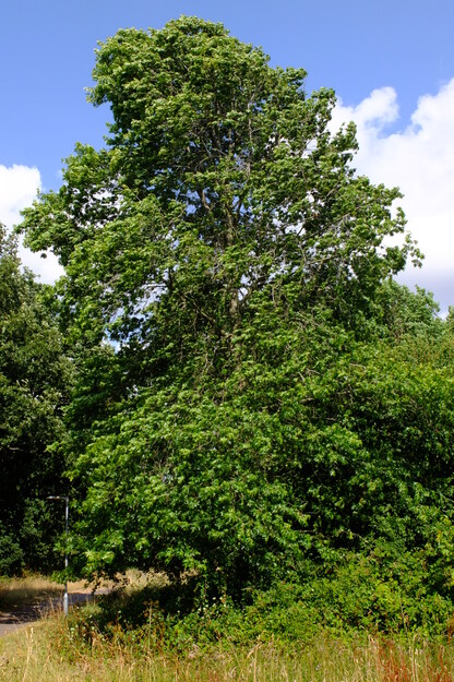 July tree photo