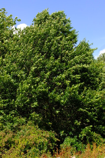 July tree photo