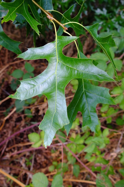 July close-up photo
