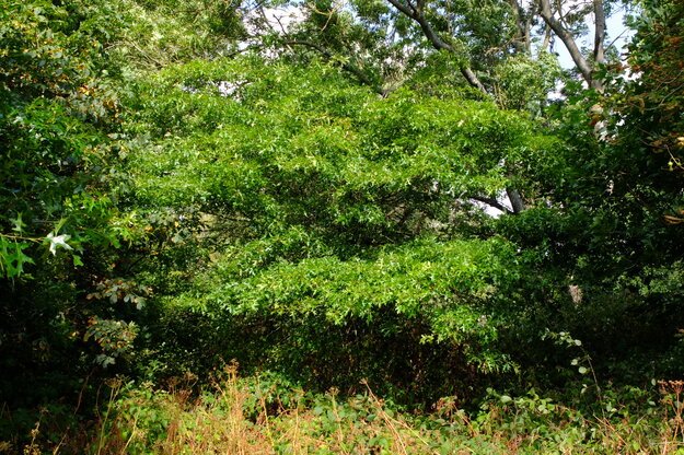 July tree photo