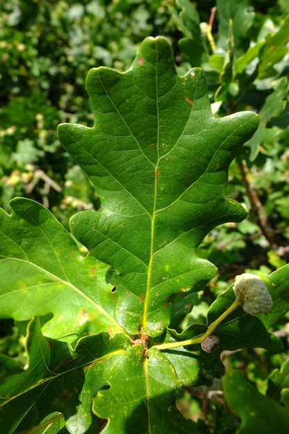 July close-up photo