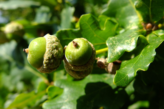 July close-up photo