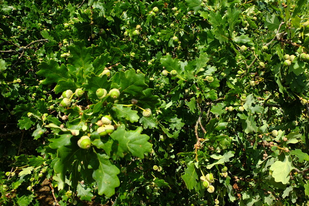 July close-up photo