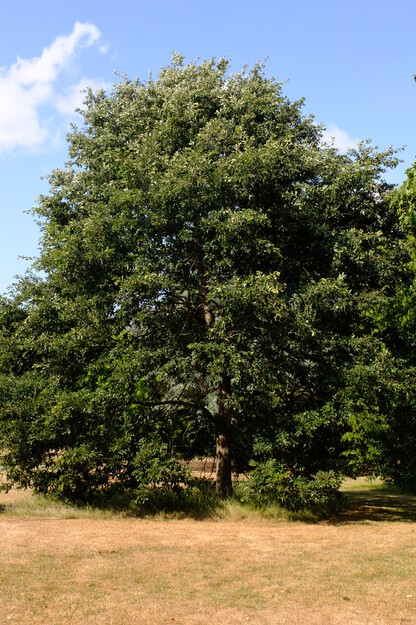 July tree photo