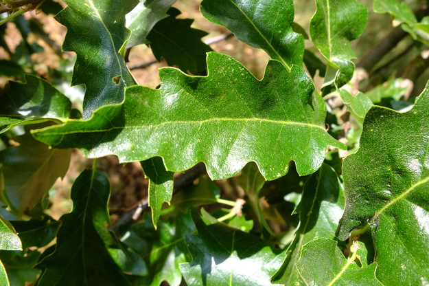 July close-up photo