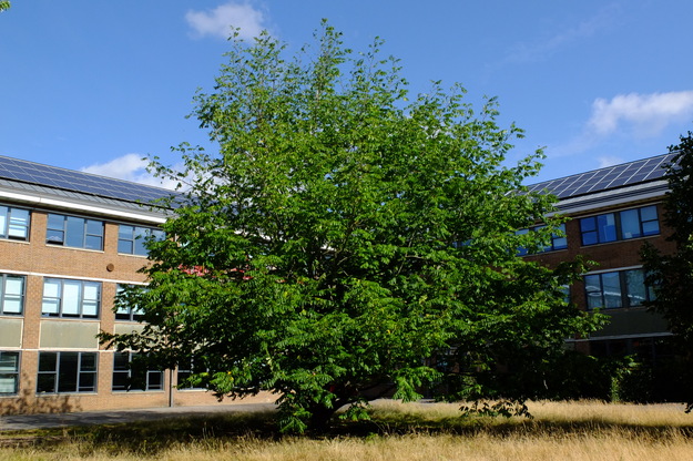July tree photo