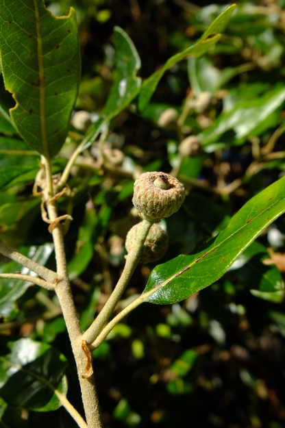 July close-up photo