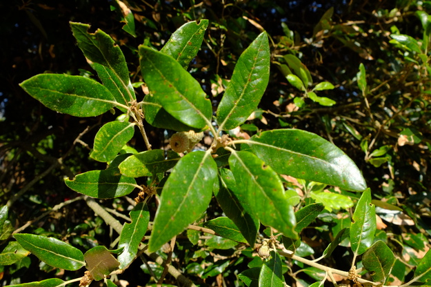 July close-up photo