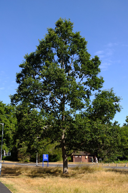 July tree photo
