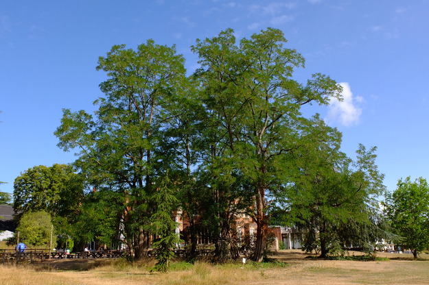 July tree photo