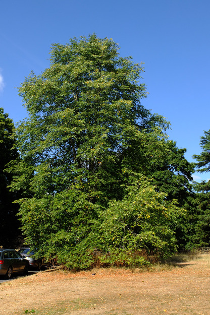 July tree photo