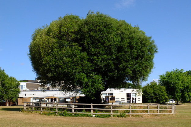 July tree photo