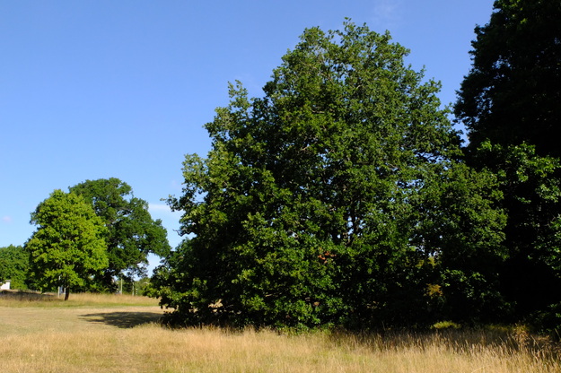 July tree photo
